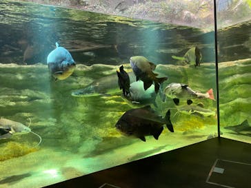 カワスイ 川崎⽔族館に投稿された画像（2021/10/29）