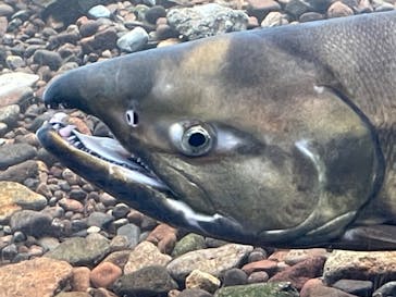 サケのふるさと 千歳水族館に投稿された画像（2021/10/29）