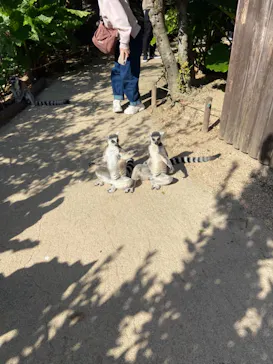 神戸どうぶつ王国に投稿された画像（2021/10/29）