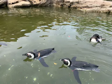 神戸どうぶつ王国に投稿された画像（2021/10/29）