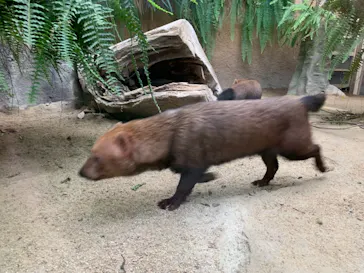 神戸どうぶつ王国に投稿された画像（2021/10/29）