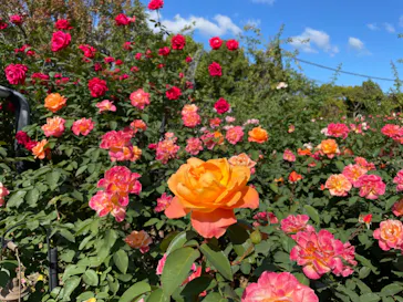 ひらかたパークに投稿された画像（2021/10/29）