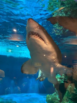 しながわ水族館に投稿された画像（2021/10/29）