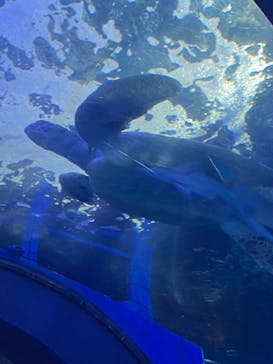 しながわ水族館に投稿された画像（2021/10/29）