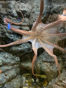 しながわ水族館に投稿された画像（2021/10/29）