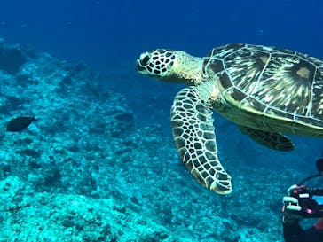 All Blue（オールブルー）に投稿された画像（2021/10/29）