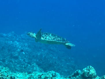 All Blue（オールブルー）に投稿された画像（2021/10/29）