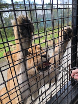 那須サファリパークに投稿された画像（2021/10/29）