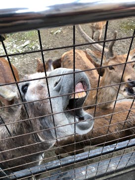 那須サファリパークに投稿された画像（2021/10/29）