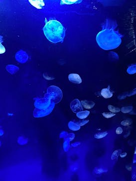 サンシャイン水族館に投稿された画像（2021/10/29）