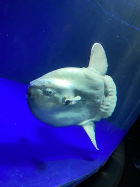 サンシャイン水族館に投稿された画像（2021/10/29）