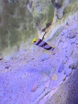 しながわ水族館に投稿された画像（2021/10/30）