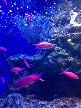 マクセル アクアパーク品川に投稿された画像（2021/10/30）