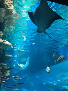 マクセル アクアパーク品川に投稿された画像（2021/10/30）