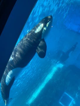 名古屋港水族館に投稿された画像（2021/10/30）