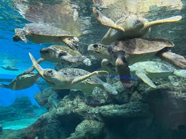 名古屋港水族館に投稿された画像（2021/10/30）