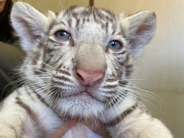 しろとり動物園に投稿された画像（2021/10/30）