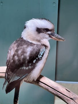 カワスイ 川崎⽔族館に投稿された画像（2021/10/30）