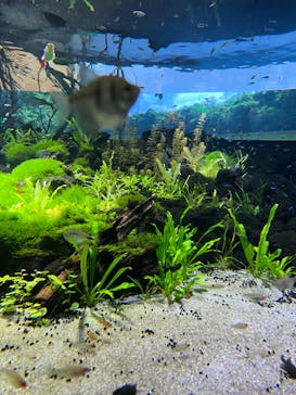 カワスイ 川崎⽔族館に投稿された画像（2021/10/30）