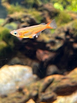 カワスイ 川崎⽔族館に投稿された画像（2021/10/30）