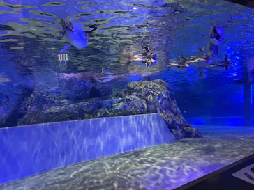 すみだ水族館に投稿された画像（2021/10/30）