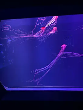 すみだ水族館に投稿された画像（2021/10/30）