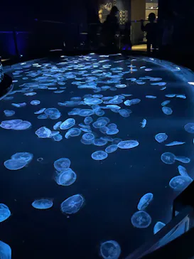 すみだ水族館に投稿された画像（2021/10/30）