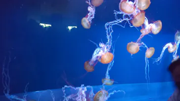 すみだ水族館に投稿された画像（2021/10/30）