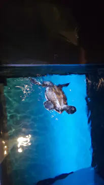 すみだ水族館に投稿された画像（2021/10/30）
