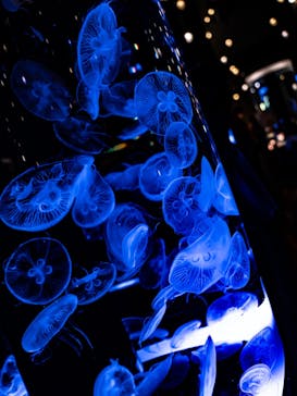 マクセル アクアパーク品川に投稿された画像（2021/10/30）