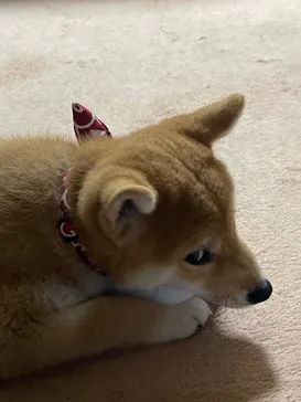 わんダフルネイチャーヴィレッジに投稿された画像（2021/10/30）