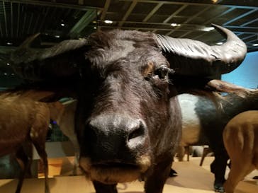 国立科学博物館に投稿された画像（2021/10/30）