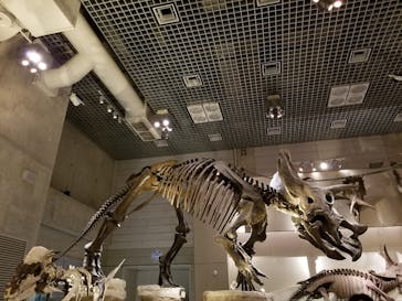 国立科学博物館に投稿された画像（2021/10/30）