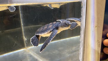 名古屋港水族館に投稿された画像（2021/10/30）