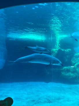 名古屋港水族館に投稿された画像（2021/10/30）