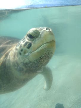 新江ノ島水族館に投稿された画像（2021/10/30）