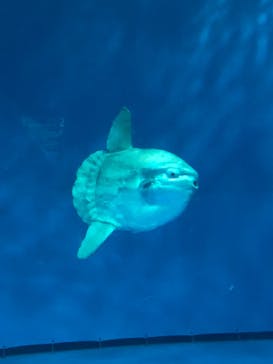 アクアワールド茨城県大洗水族館に投稿された画像（2021/10/30）