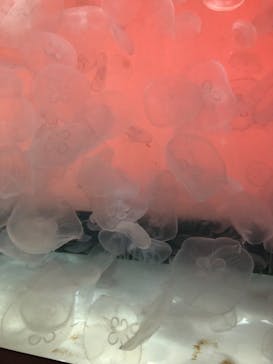 アクアワールド茨城県大洗水族館に投稿された画像（2021/10/30）