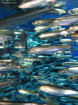 アクアワールド茨城県大洗水族館に投稿された画像（2021/10/30）