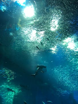 アクアワールド茨城県大洗水族館に投稿された画像（2021/10/30）