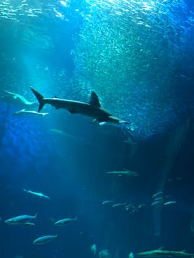 アクアワールド茨城県大洗水族館に投稿された画像（2021/10/30）