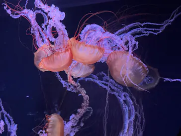 すみだ水族館に投稿された画像（2021/10/30）