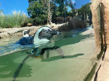 神戸どうぶつ王国に投稿された画像（2021/10/30）