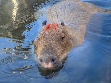 那須どうぶつ王国に投稿された画像（2021/10/30）