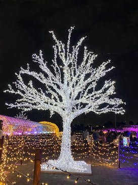 東京メガイルミに投稿された画像（2021/10/30）