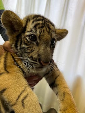 しろとり動物園に投稿された画像（2021/10/30）