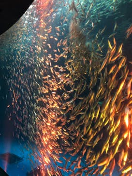 名古屋港水族館に投稿された画像（2021/10/30）