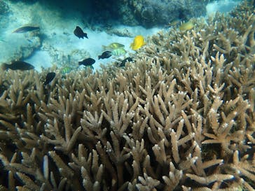 マリンヴィレッジ奄美に投稿された画像（2021/10/30）