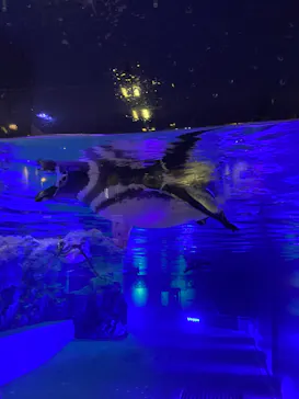 すみだ水族館に投稿された画像（2021/10/30）