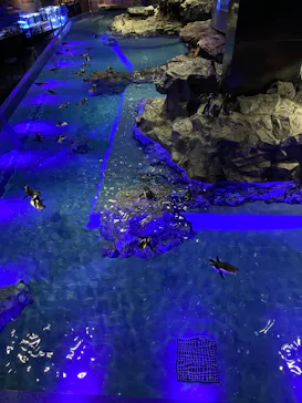 すみだ水族館に投稿された画像（2021/10/30）